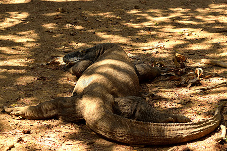 科莫多巨蜥在科莫多国家公园的特写