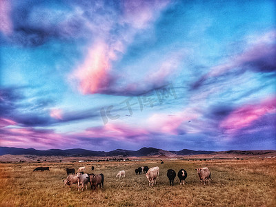 蒙大拿州牧场的棉花糖和奶牛