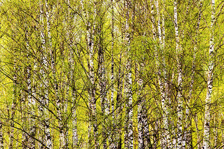 白桦树枝上覆盖着年轻明亮的树叶，在春天被阳光照亮。