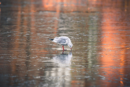 早上遛鸟摄影照片_海鸥在结冰的湖面上寻找食物