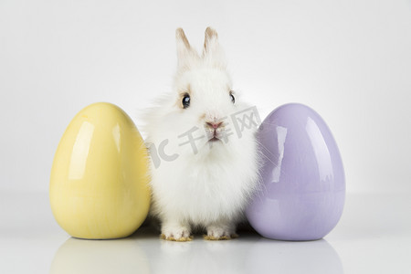 蹦蹦跳跳兔子摄影照片_鸡蛋，小兔子，复活节快乐背景