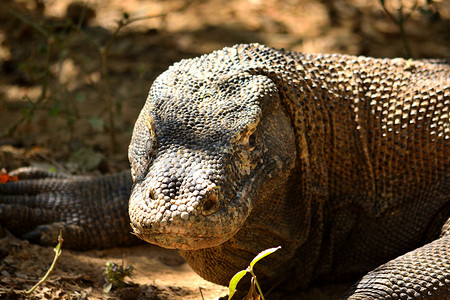科莫多巨蜥在科莫多国家公园的特写