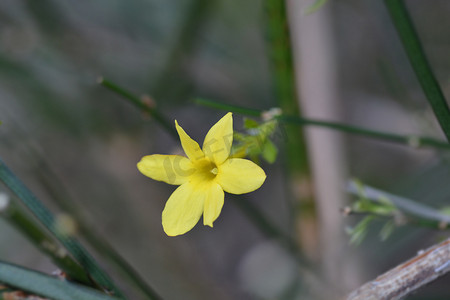 迎春花