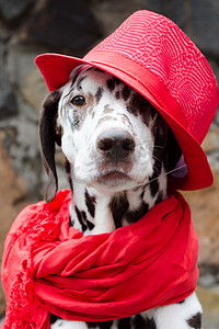 宠物服装摄影照片_戴红帽的达尔马提亚狗和一条带流苏的围巾坐在