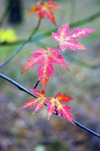 秋天里的枫叶摄影照片_秋天森林里的红枫叶