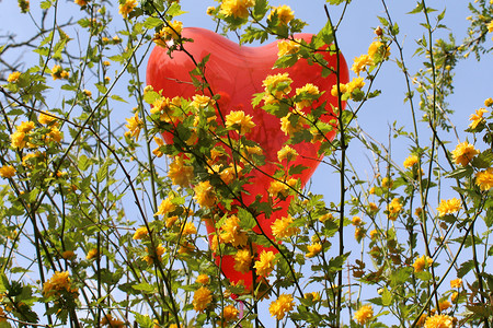 kerria 中的红色心形气球