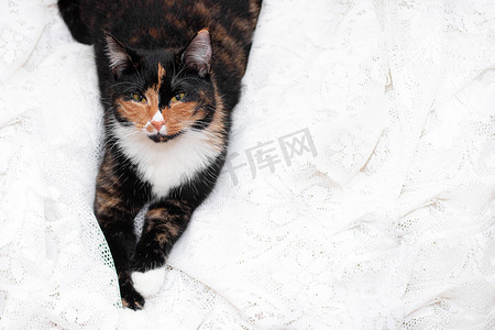 猫躺在一块白布上。