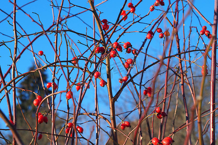 冬天水果摄影照片_蓝天灌木上的玫瑰果果实