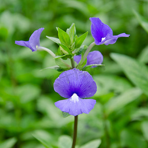 蝶豆花