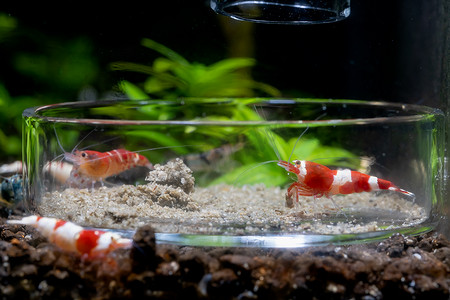 红酒矮虾在淡水水族箱中与其他虾一起吃玻璃盘中的食物。