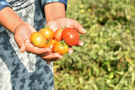 有机0摄影照片_在有机农场或田地采摘或检查新鲜西红柿的快乐年轻女性