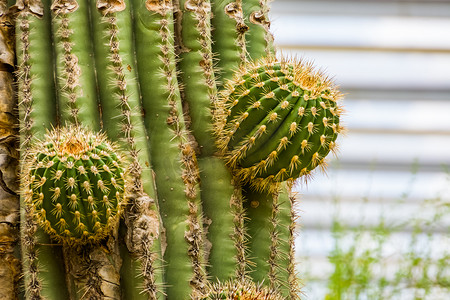 植物生长过程摄影照片_一株大仙人掌的特写，一棵仙人掌树的生长过程，热带自然背景