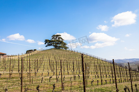 古代乡村摄影照片_意大利皮埃蒙特地区的 Barolo 和 Barbaresco 乡村。