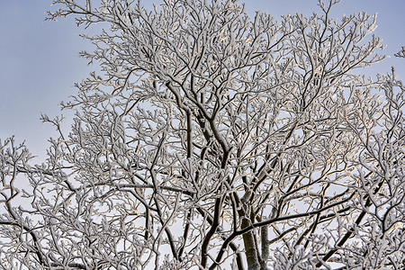 在天空的背景下，树枝上的雪和霜。