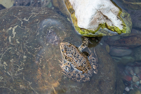 哥伦比亚斑蛙，Rana luteiventris
