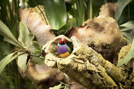 古尔德雀鸟在树上的巢穴里
