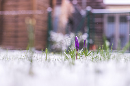 冬天的到来摄影照片_前院白雪皑皑的春天。