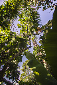 热带树从下面 2