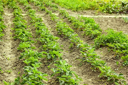 一排排绿色草莓植物