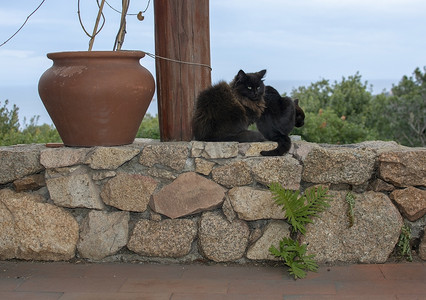 天猫ip摄影照片_深棕色猫坐在石墙上，享有海景