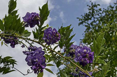 紫藤叶摄影照片_Delchevo 镇花园紫藤树枝紫花和叶