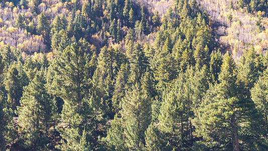 在高山背景的美丽的绿色松树冷杉森林树。