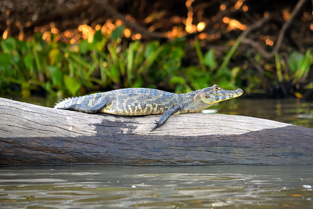 巴西马托格罗索潘塔纳尔的 Jacare Caiman