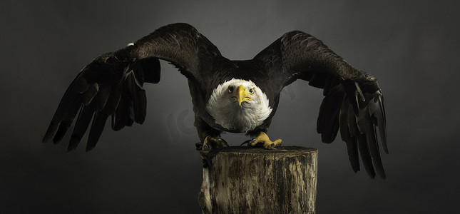 工作室肖像美国白头鹰灰色背景展翅