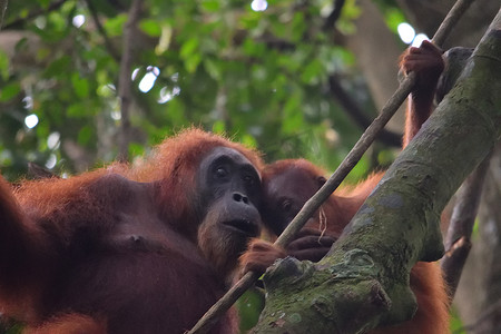Gunung Leuser 国家公园的苏门答腊猩猩