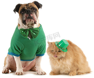 狗和猫摄影照片_圣帕特里克节狗和猫