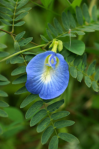 蝴蝶豌豆花