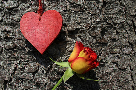 一颗红心和一朵玫瑰