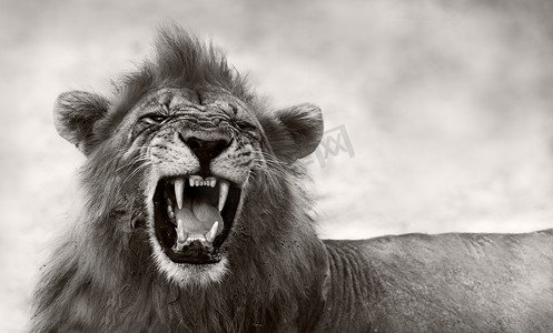 猫瓜摄影照片_狮子露出危险的牙齿