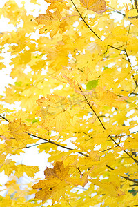黄色e摄影照片_白色天空上的秋叶