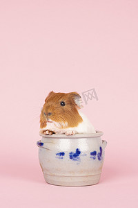 一只可爱的小豚鼠坐在粉红色背景的科隆陶罐里