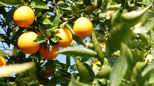 美国加利福尼亚州树上的柑橘类水果。
