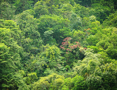树叶王冠摄影照片_从高处看森林