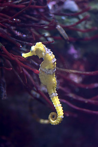 海洋水族馆内衬海马直立海马的模糊照片