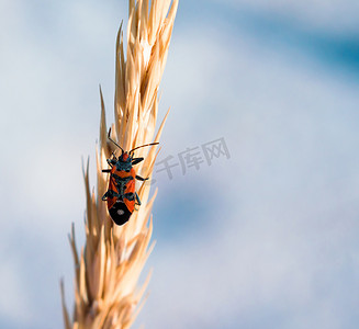 虫子植物摄影照片_植物害虫 谷物穗上的红色虫子