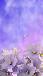 渐变背景春天摄影照片_美丽的花朵非洲紫罗兰在渐变背景下被隔离。