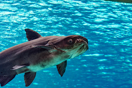 一只濒临灭绝的湄公河巨型鲶鱼 Pangasianodon gigas 在蓝水水族馆游泳时