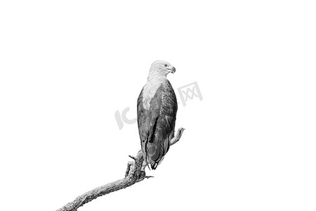 早上遛鸟摄影照片_死树枝上的非洲鱼鹰，与白色隔离