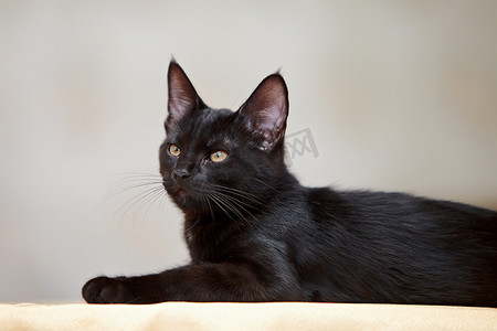 小动物黑猫摄影照片_黑猫说谎。