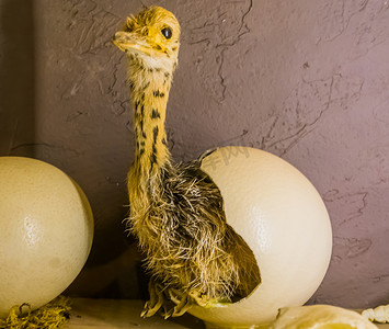 从孵化的蛋里出来的小鸵鸟，一只不会飞的鸟的出生过程，毛绒玩具和装饰品