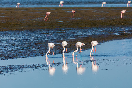 纳米比亚沃尔维斯湾的玫瑰色火烈鸟栖息地