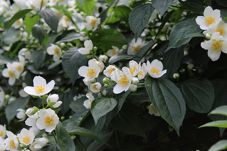 茉莉鲜花摄影照片_花园里的白茉莉