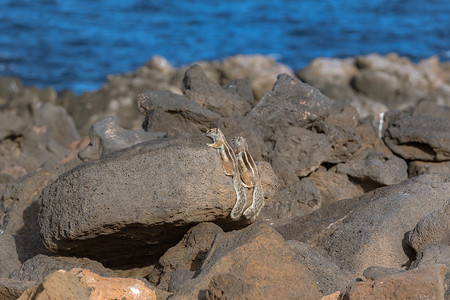 西班牙富埃特文图拉石头背景上可爱的非洲小地松鼠