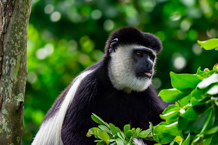 黑白疣猴坐在树上好奇和观察