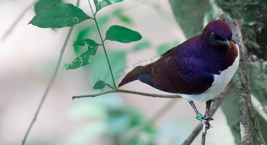 绿色水晶摄影照片_紫背八哥 Cinnyricinclus leucogaster，也称为紫水晶或李子色八哥