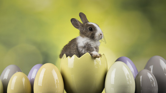 动物小兔子，复活节快乐背景